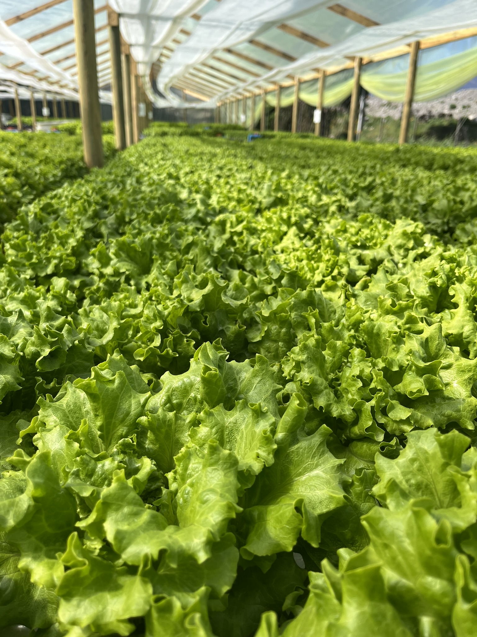 Invernadero de Andrade y Zepeda Agrícola en Codegua