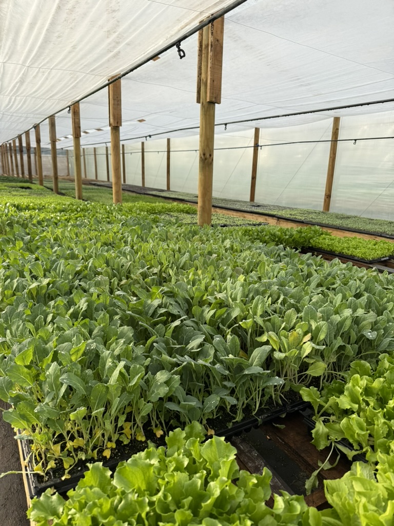 Plantines de hortalizas Andrade y Zepeda